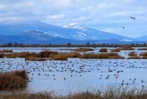 pintails in the lower klamath national wildlife refuge